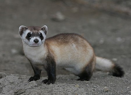 Tập_tin:Mustela_nigripes_2.jpg