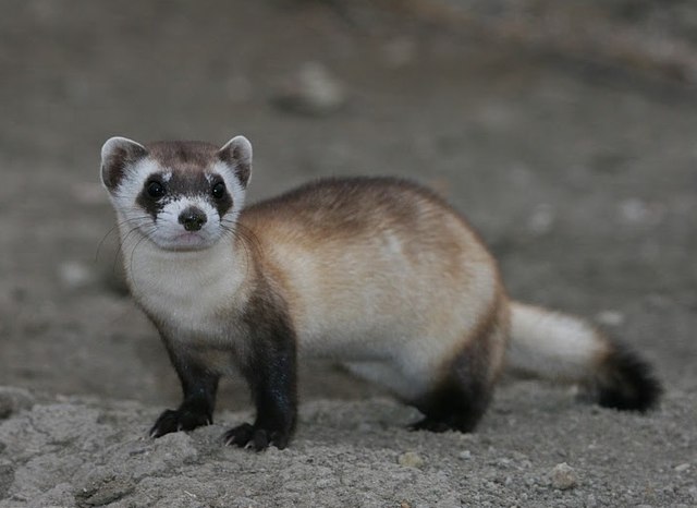 Black-footed ferret