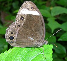 Whitebar bushbrown Mycalesis anaxias.jpg