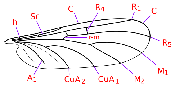 File:Mycetophilidae wing veins.svg