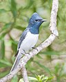 Leaden Flycatcher (Myiagra rubecula), Australian National Botanic Gardens, Canberra, Australia