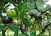 Myrcianthes rhopaloides, фрукты (14746204252) .jpg