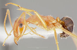 Myrmecocystus kathjuli