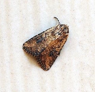 <i>Mythimna languida</i> Species of moth