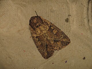 <i>Mythimna reversa</i> Species of moth