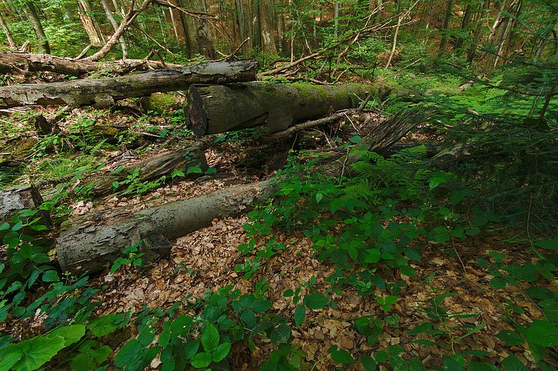 File:Národná prírodná rezervácia Stužica, Národný park Poloniny (13).jpg