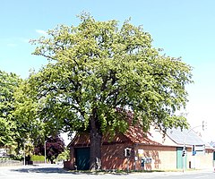 Eiche mit Lügenstein in Göxe