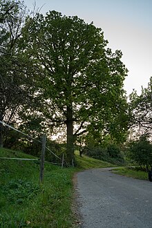 Datei:ND_Stieleiche_mit_Quelle_und_Bachlauf.jpg