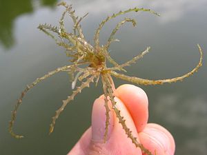 Grande sereia (marina de Najas)