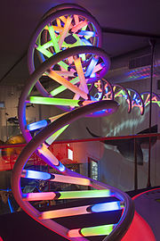 Naturalis Biodiversity Center - Museum - Exhibition Biotechnology 11 - Large multicolour model of DNA.jpg