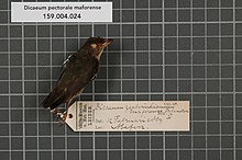 Naturalis Bioxilma-xillik markazi - RMNH.AVES.132149 1 - Dicaeum pectorale maforense Salvadori, 1876 - Dicaeidae - qush terisi numune.jpeg