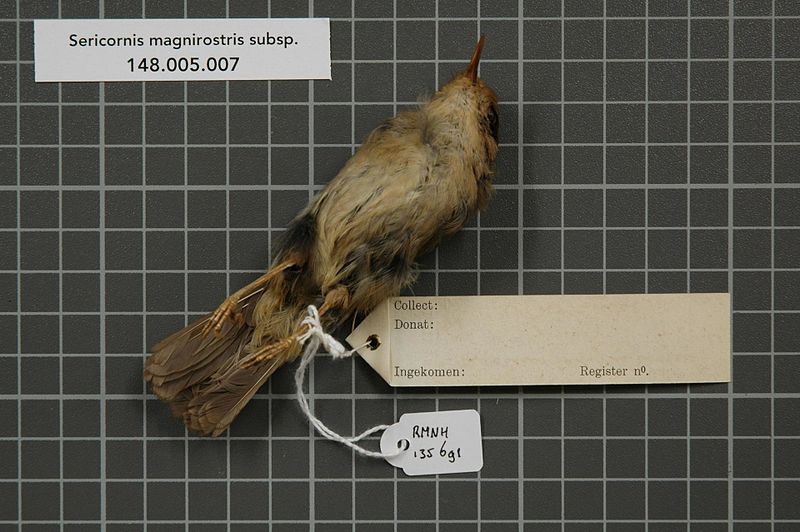 File:Naturalis Biodiversity Center - RMNH.AVES.135691 2 - Sericornis magnirostris subsp. - Acanthizidae - bird skin specimen.jpeg