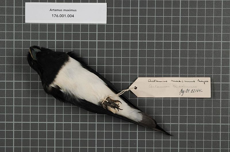 File:Naturalis Biodiversity Center - RMNH.AVES.22144 2 - Artamus maximus A.B. Meyer, 1874 - Artamidae - bird skin specimen.jpeg