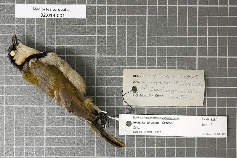 File:Naturalis Biodiversity Center - RMNH.AVES.92617 1 - Neolestes torquatus Cabanis, 1875 - Pycnonotidae - bird skin specimen.jpeg