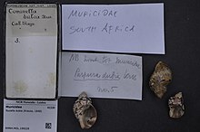 Naturalis bioxilma-xillik markazi - RMNH.MOL.199229 - Nucella dubia (Krauss, 1848) - Muricidae - Mollusc shell.jpeg