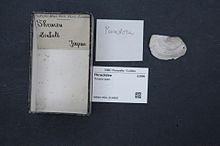 Naturalis Biodiversity Center - RMNH.MOL.314865 - Thracia spec. - Thraciidae - Mollusc shell.jpeg