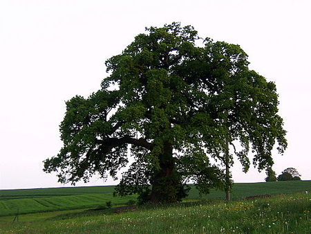 Naturdenkmal "Dicke Eiche" Endlichhofen.JPG