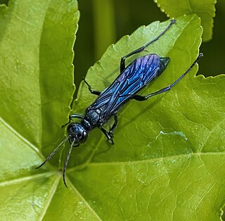 <i>Chalybion californicum</i> Species of wasp