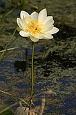 Nelumbo lutea1mandj98.jpg