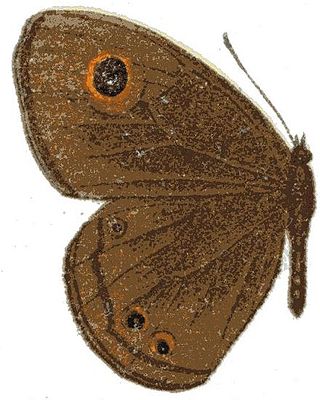 <i>Neocoenyra heckmanni</i> Species of butterfly