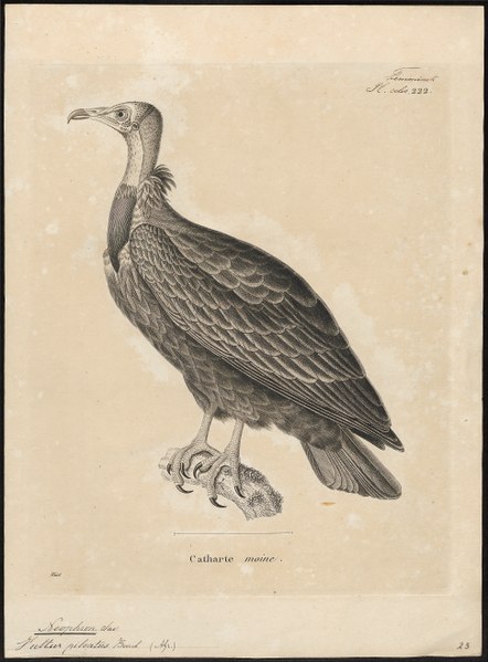 File:Neophron pileatus - 1700-1880 - Print - Iconographia Zoologica - Special Collections University of Amsterdam - UBA01 IZ18100149.tif