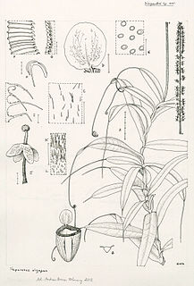 <i>Nepenthes alzapan</i> Species of pitcher plant from the Philippines