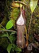 Nepenthes izumiae4.jpg