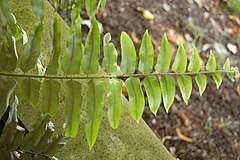 Description de l'image Nephrolepis biserrata 'Macho' Leaf 3008px.jpg.