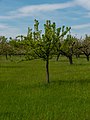 * Nomination Orchard at Neuaue in Ginsheim --MB-one 08:33, 8 June 2023 (UTC) * Promotion  Support Good quality. --Sandro Halank 11:46, 11 June 2023 (UTC)