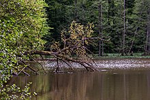 Der Neuweiher bei Muckental