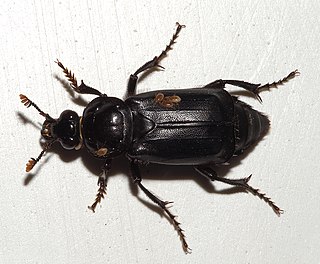 Nicrophorus humator