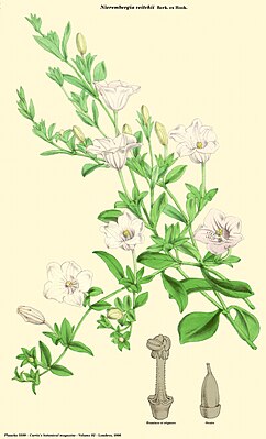 Nierembergia veitchii, illustration