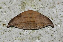 Nordstromia sp. (Drepanidae) 2.jpg