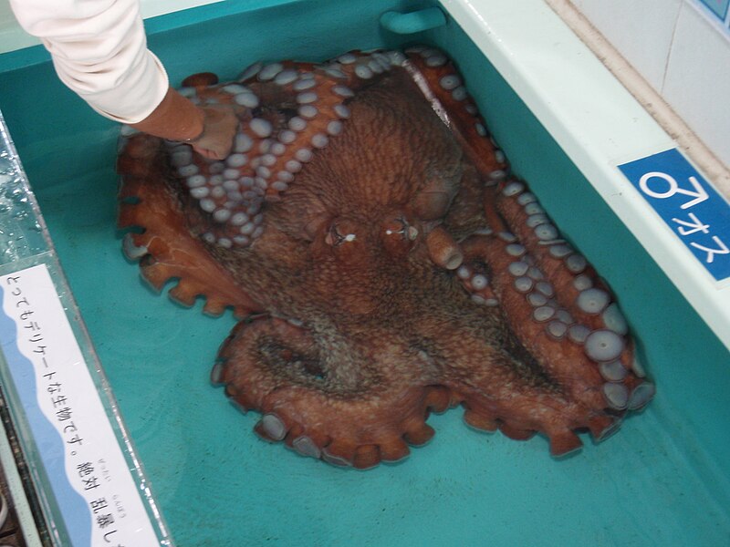 ファイル:North Pacific Giant Octopus.JPG