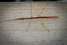 Солтүстік Walkingstick (Diapheromera femorata) (21144673140) .jpg