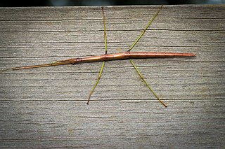 Common walkingstick Species of stick insect