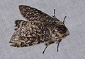 Notodontid Moth (Amaricampa manana) (38707066741).jpg