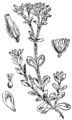 Navadna smiljka. (Cerástium vulgátum [sic!].) Illustration #154 in: Martin Cilenšek: Naše škodljive rastline, Celovec (1892)