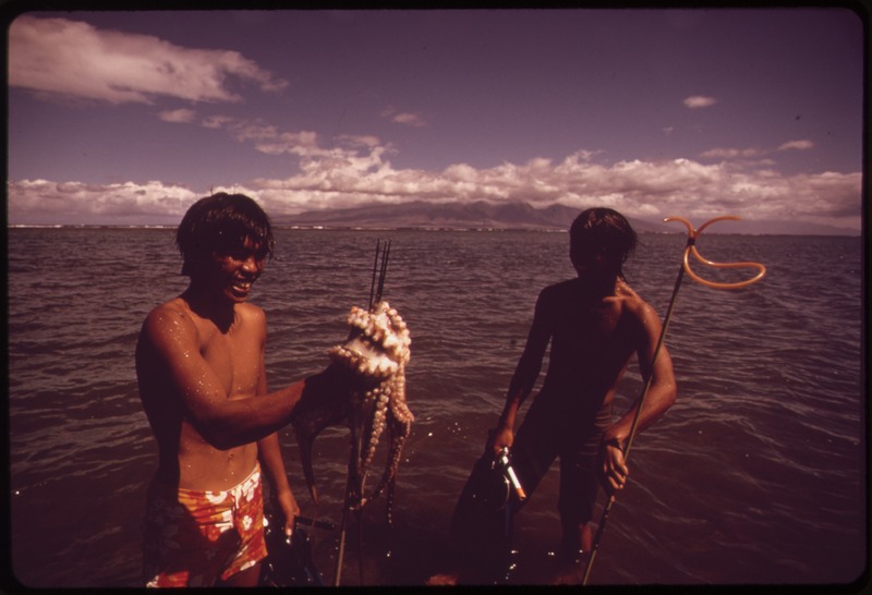 File:ON SATURDAY, SCHOOLBOYS FROM LANAI CITY GO OUT TO DIVE FOR OCTOPUS-A DELICACY WHICH REPRESENTS GOOD MONEY IF SOLD TO... - NARA - 554009.tif