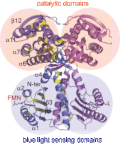 Thumbnail for Photoactivated adenylyl cyclase