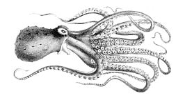 Abdopus tonganus