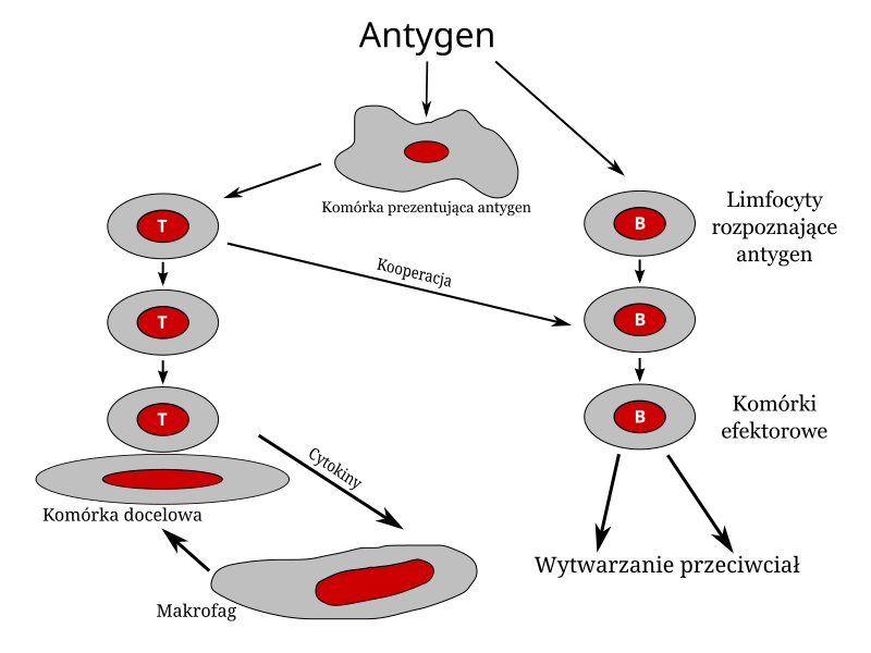 File:Odpowiedz immunologiczna.svg