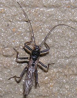 <i>Oemopteryx</i> Genus of stoneflies