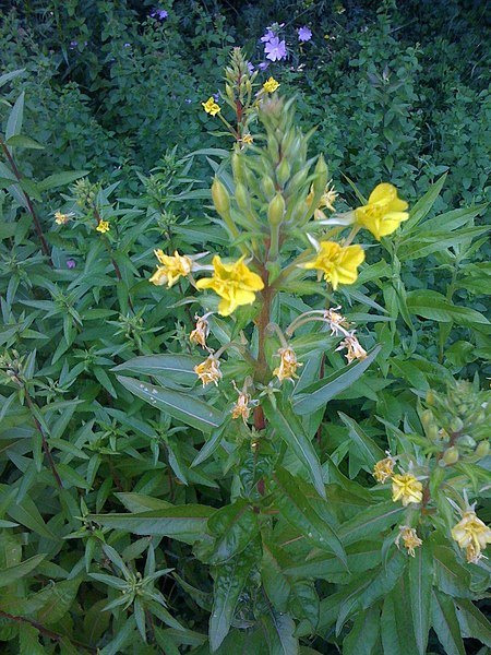 File:Oenothera biennis - onagre (4759199623).jpg