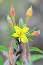 Thumbnail for Oenothera subterminalis