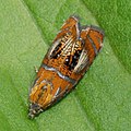 Hübscher orange/silbener Schmetterling