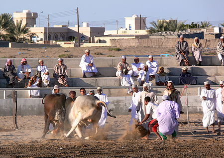 Oman bullfighting (4).jpg