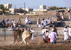 Taurinele din Oman (4) .jpg