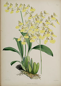 plate 5 Oncidium chrysothyrsus Gomesa bifolia