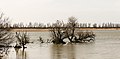 Oostvaardersplassen. Nieuwe natuur op de bodem van de voormalige Zuiderzee.